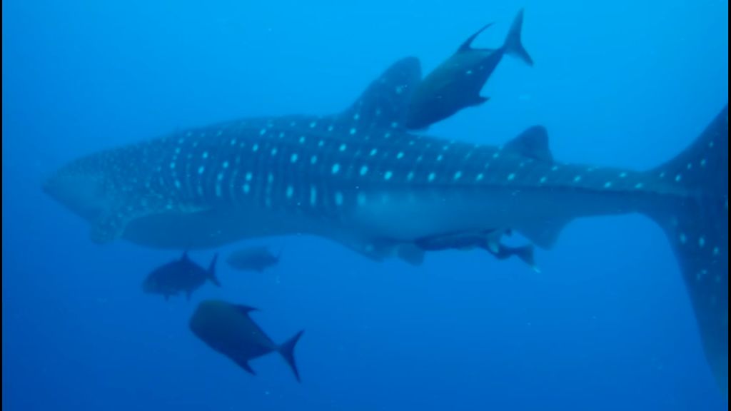 5ee3223d-22fb-45d9-81bd-69d823c55db3