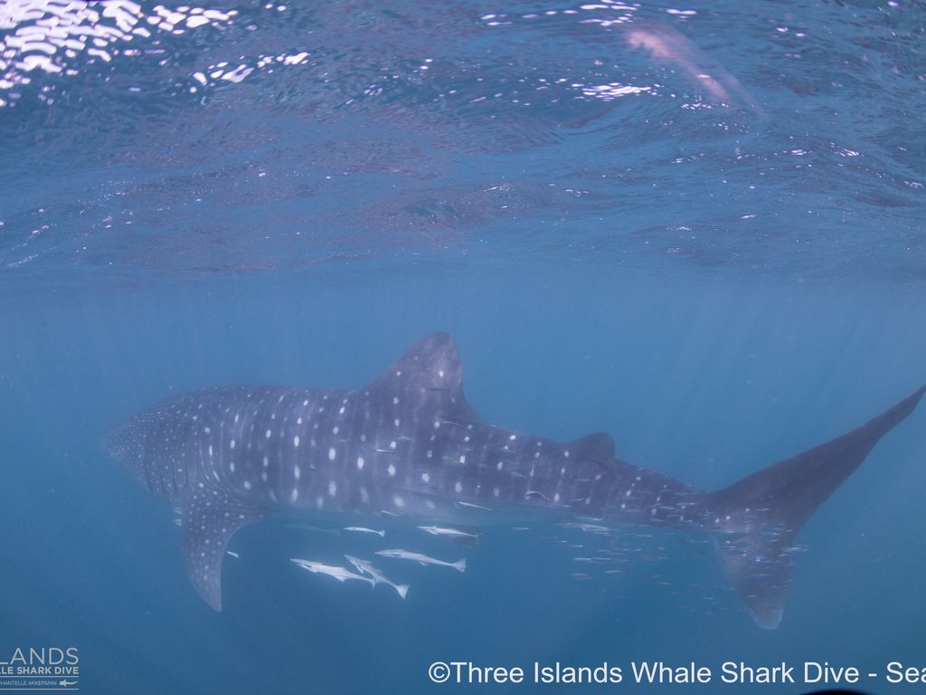 e5932468-115f-4c08-81db-b0b99d5ae235