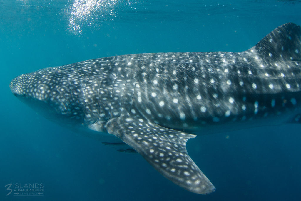 92e2d9f8-2859-4131-bddd-08a83eb2fb9d