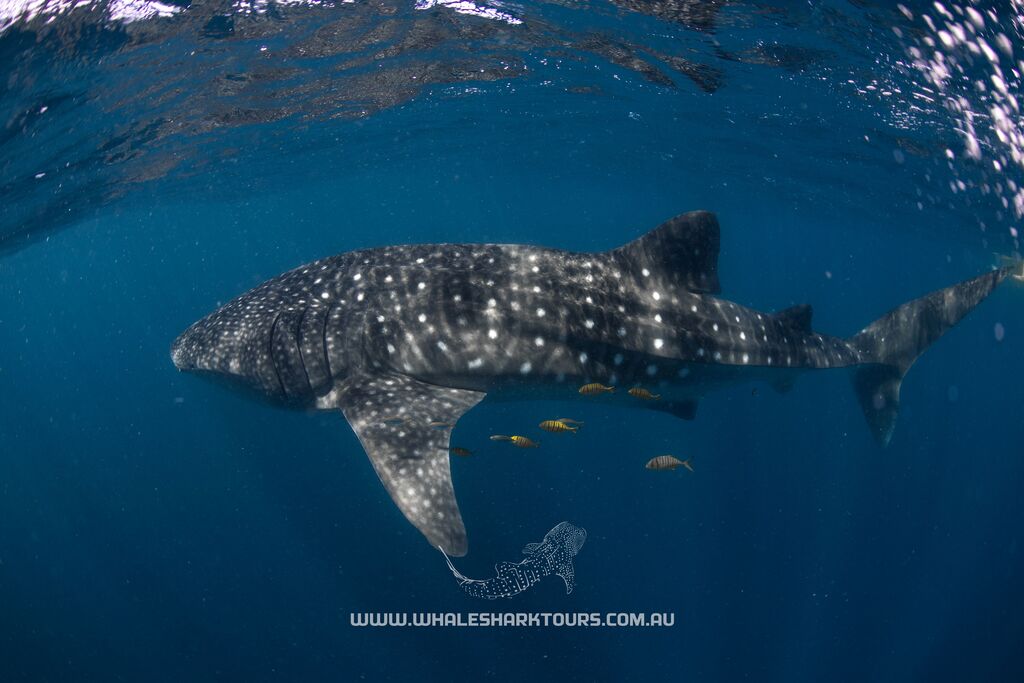 e122c9be-9a72-43c0-8bf9-f27d0e06cba2