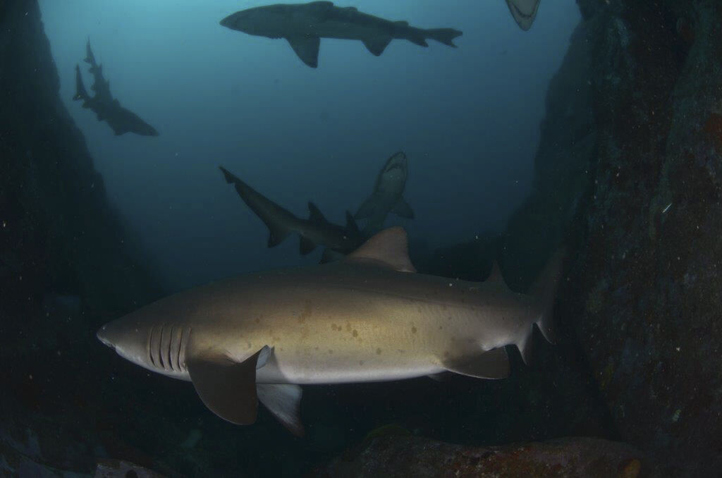 33ae3a3e-073c-4621-8ba5-65e18144911c