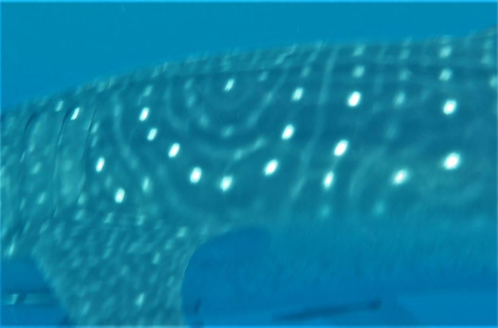 6c0e9d44-37a8-4e38-be1a-967d445ec724