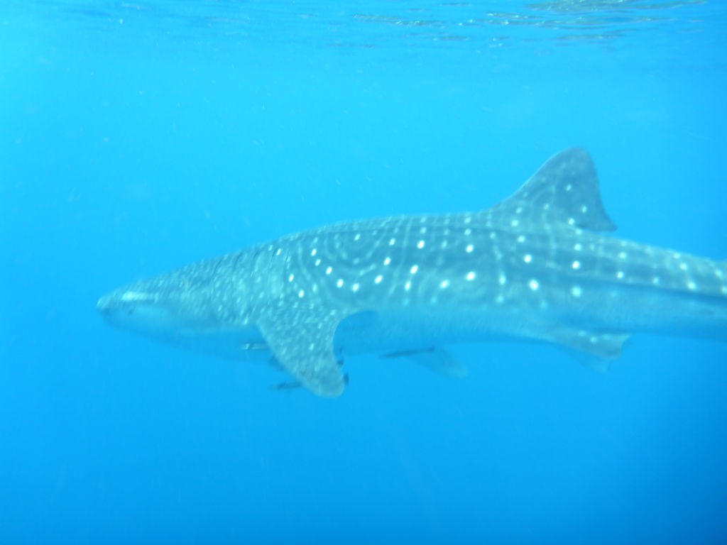 6c0e9d44-37a8-4e38-be1a-967d445ec724