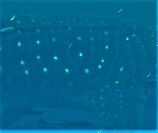 6c0e9d44-37a8-4e38-be1a-967d445ec724