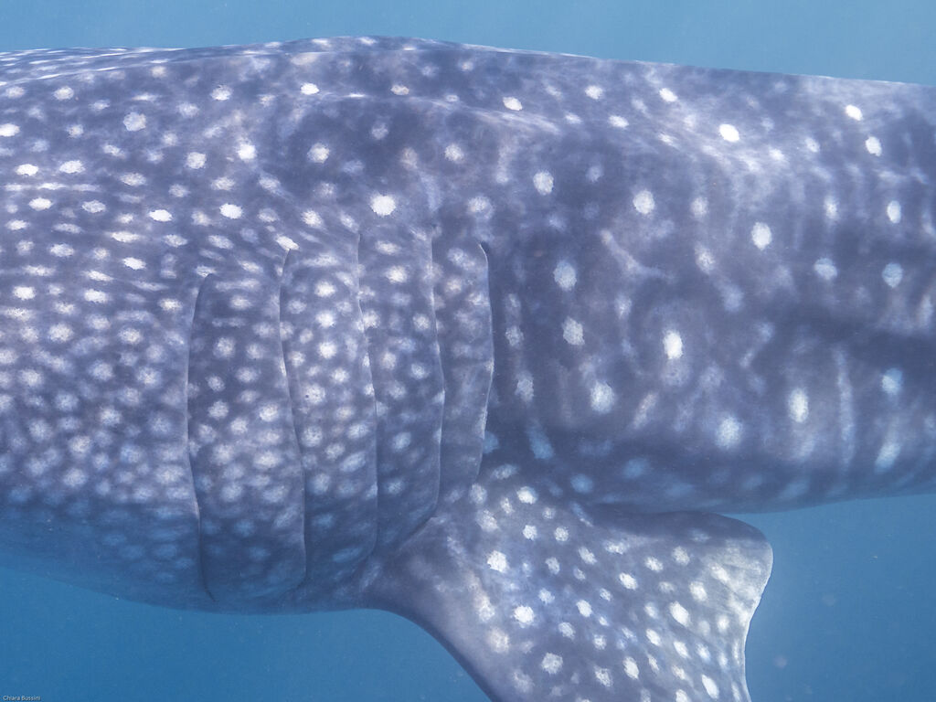 dc217ca6-9327-4e1d-9f59-8517f4d74ace