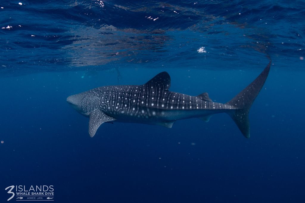 9cb234f9-eb69-403a-bb0a-9db54232e56f