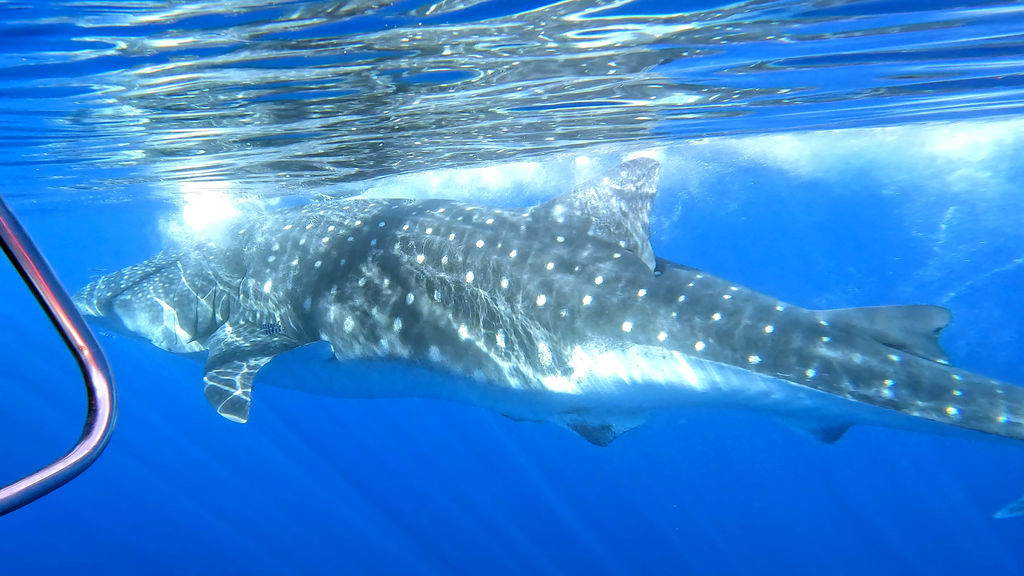 9f50db44-edee-46c1-9536-2690bc9b4216