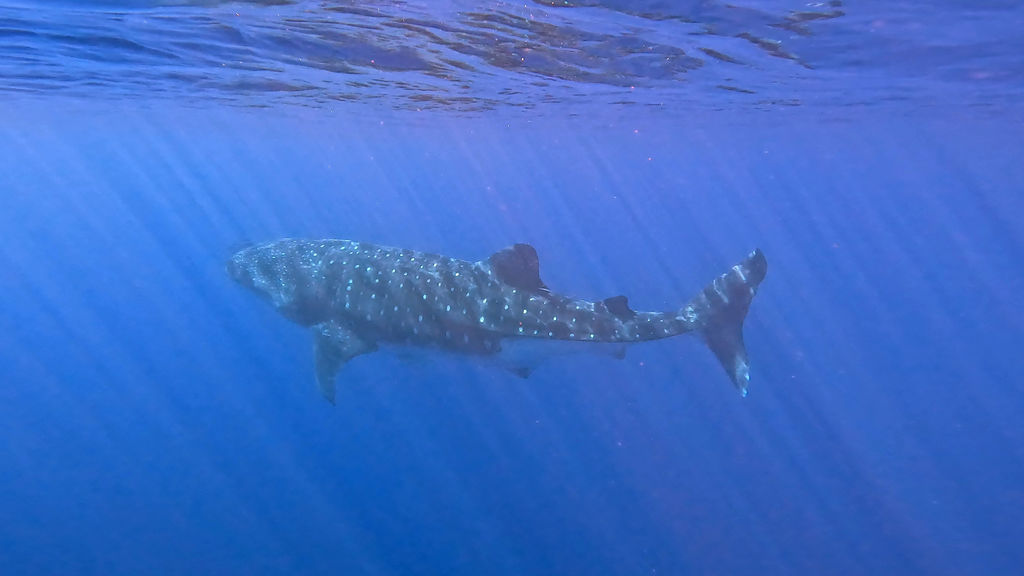 9f50db44-edee-46c1-9536-2690bc9b4216