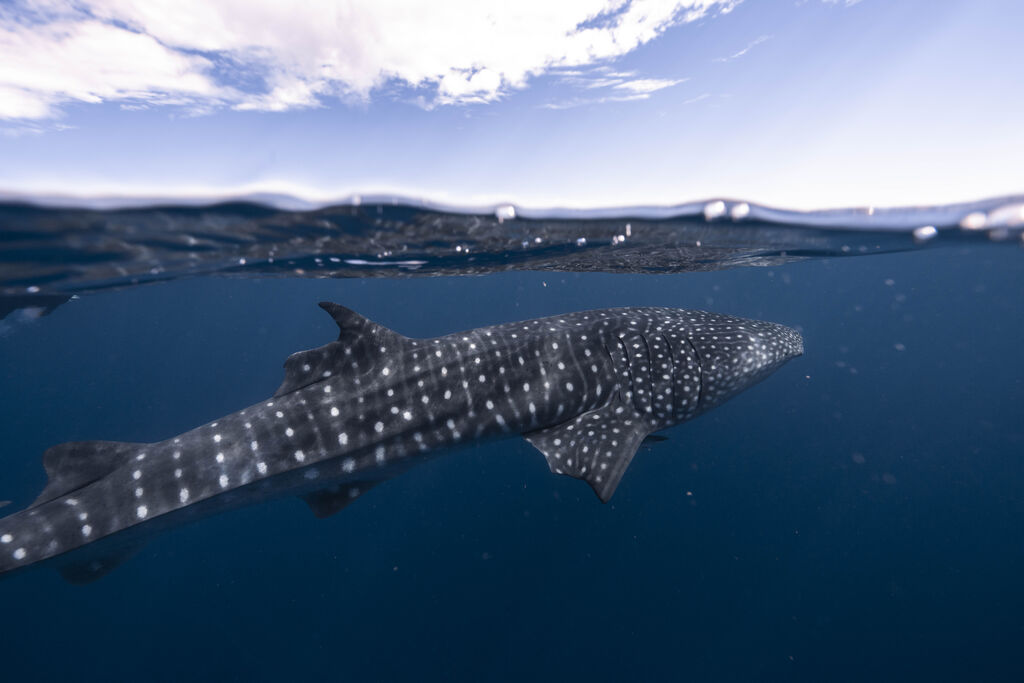 4cde312e-867f-4573-ae4c-f434027b795d