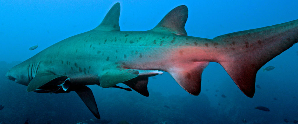 78ef8a7a-a531-496f-9d74-61da52c3797e