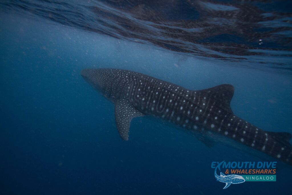 481ed261-8f45-4e7d-87ea-0a876ff5aaa5