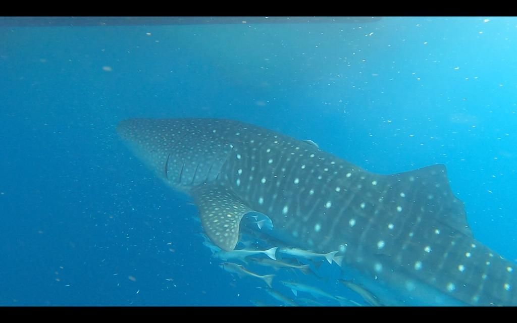 69b4958a-e819-4cac-8c8f-d7f413a5d9e5