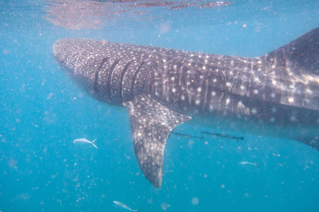 61d65961-5823-4f49-a4f0-9caed449f22d