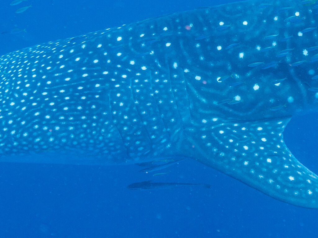 a9437e2f-ff40-4209-8605-a104975ac923