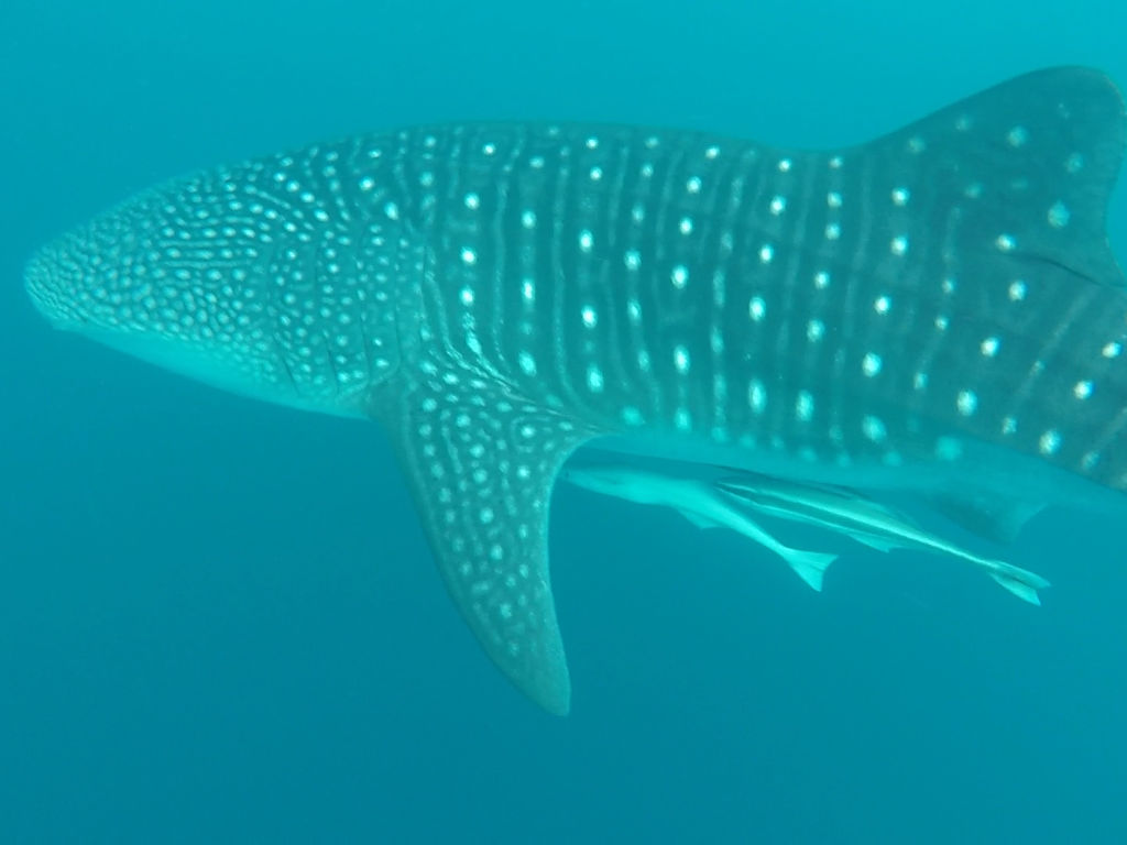 78e95ba4-5767-4577-ac64-7c2605f1b2f7