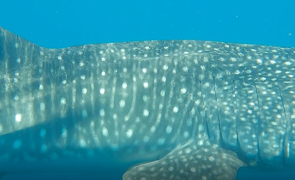 1df496c0-bed4-4b38-bfac-b6f121b45f23