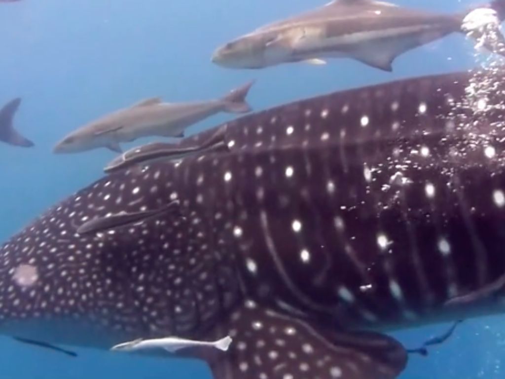 8db2f34e-ac14-4a26-84c0-126a85109294