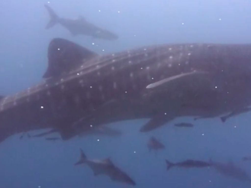 8db2f34e-ac14-4a26-84c0-126a85109294