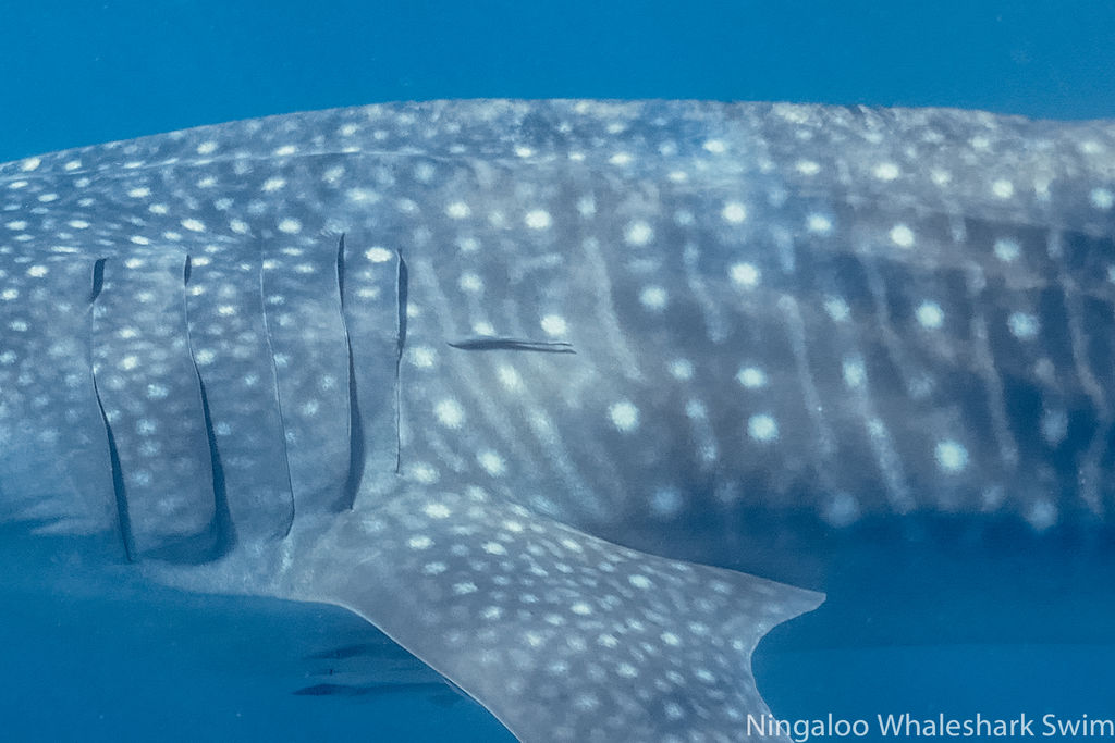 53799ce4-0710-4170-9373-29b72d3834ab