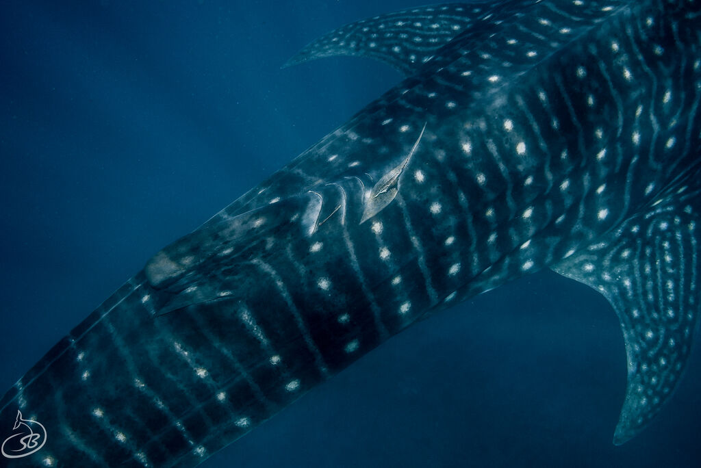 84a1949b-07ee-472a-9e4c-f354646ecac9