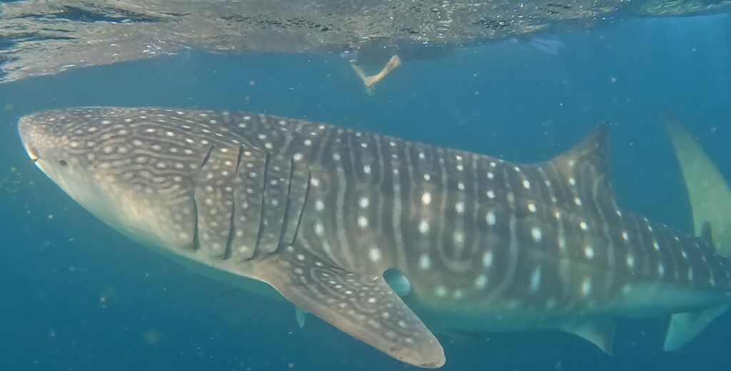 86ad932a-a857-4c0d-8720-bf7180b29f3d