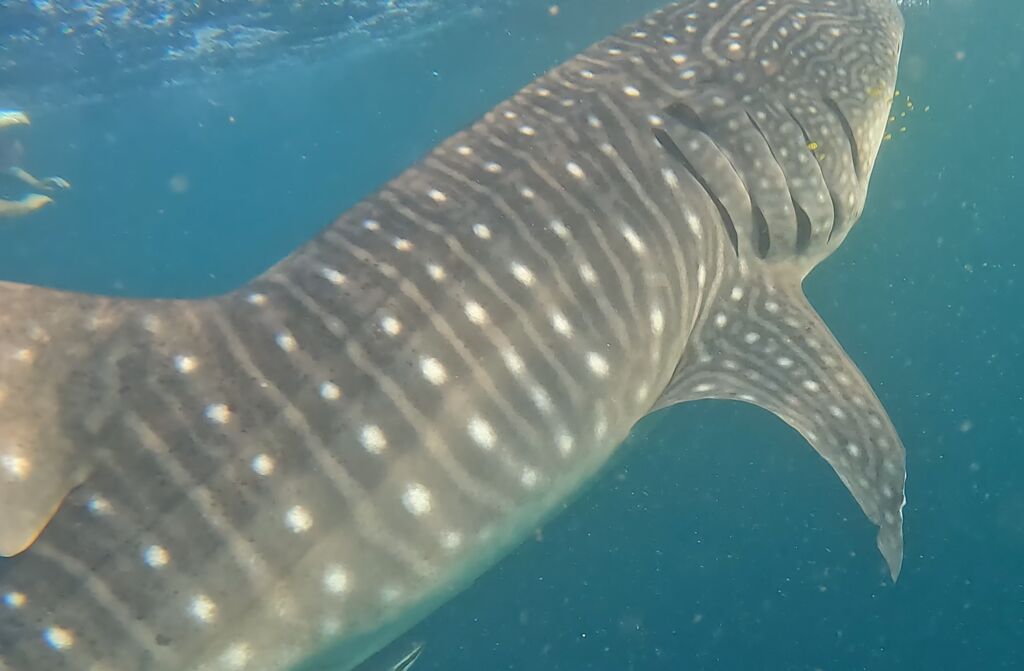 86ad932a-a857-4c0d-8720-bf7180b29f3d