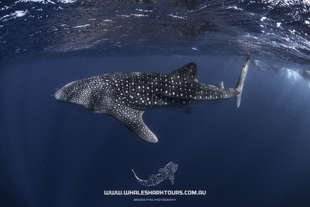 d0ae34ea-ba2b-4621-bb5b-517f7f7fe5d5