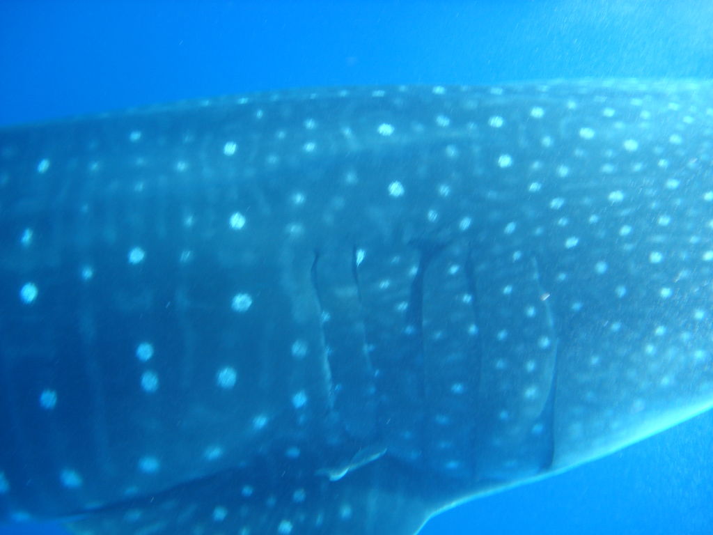 aaa76733-15ec-4841-878e-ee9c7d12b3b9