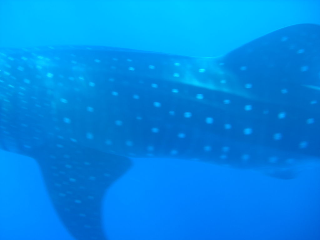 aaa76733-15ec-4841-878e-ee9c7d12b3b9