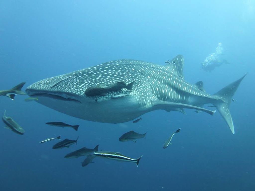 62c03fc2-d7f8-4ec6-90ee-c376c86dc8cf