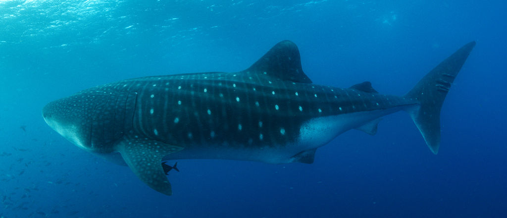 7f621308-7c93-4d66-a536-ed4c99bc73ae