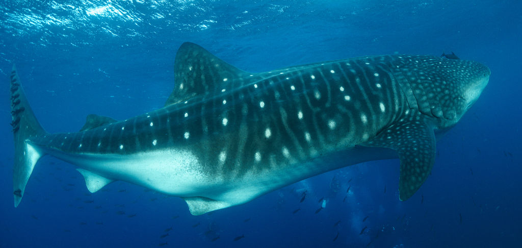 7f621308-7c93-4d66-a536-ed4c99bc73ae