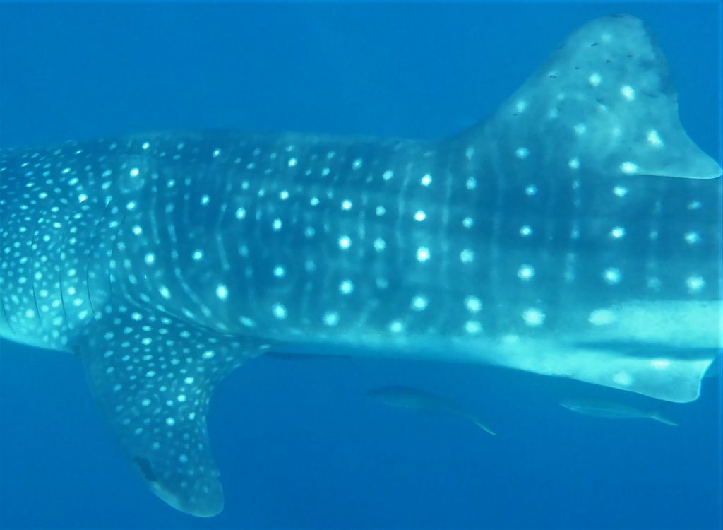 d6e7fb87-8d05-475f-9c78-83fd3c87e966