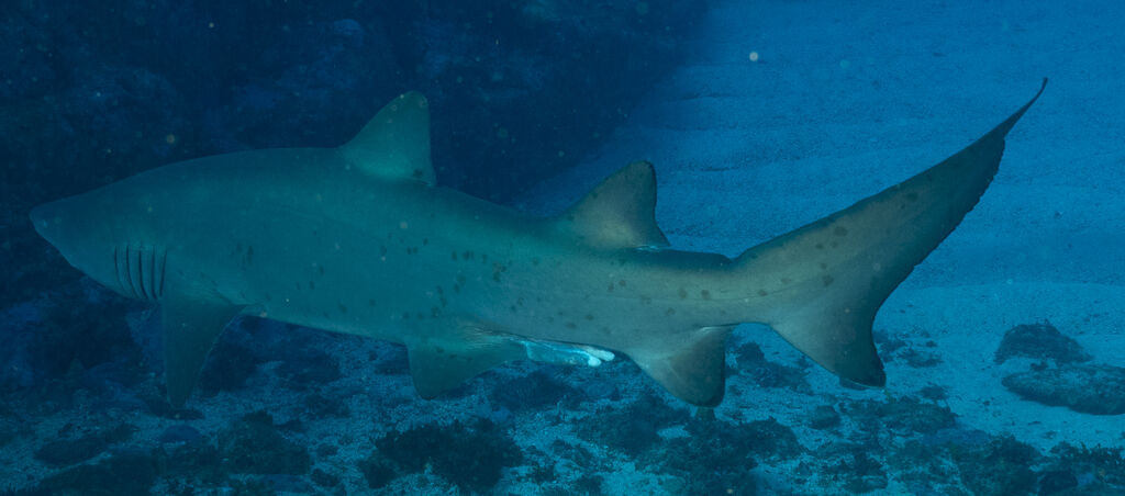 967ae23b-f4fd-412c-92e4-8dda6b60ab97