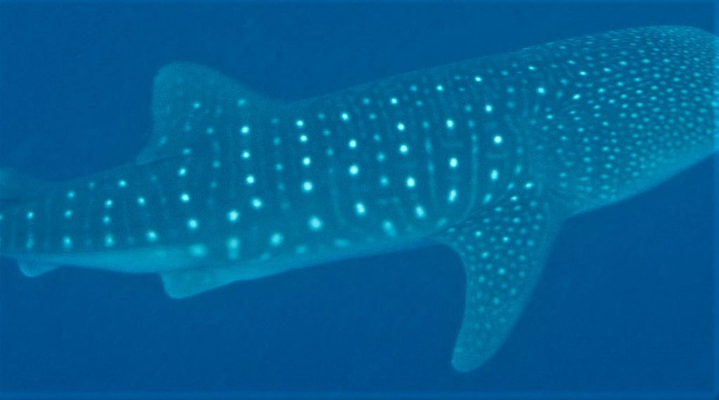 ae9d0a3c-39cd-434b-97e8-e09165535b27