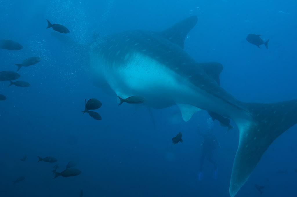 46a2e239-17b9-46dd-b24e-d77b9da080ee