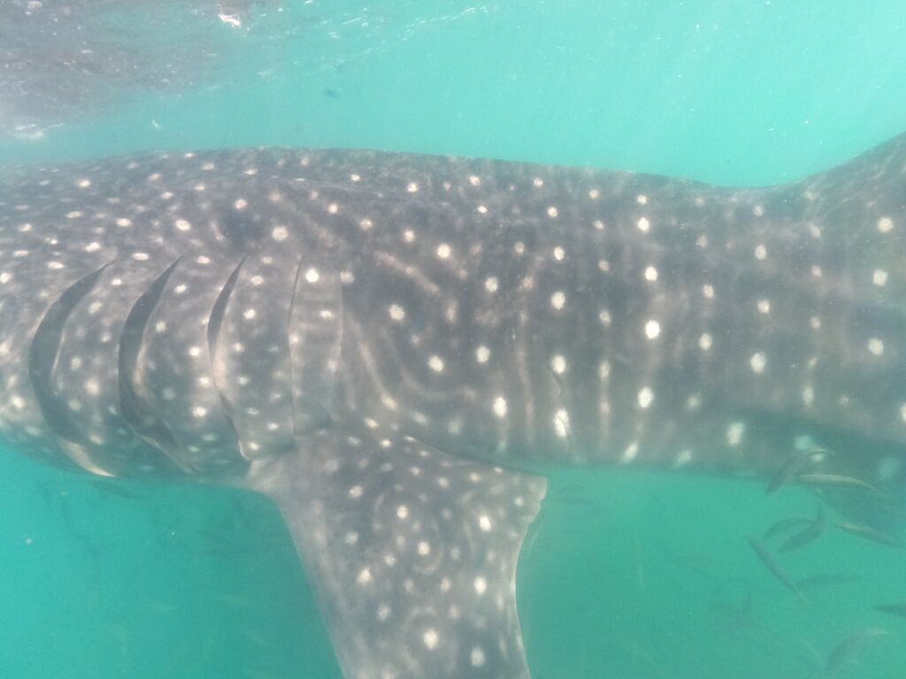 ccf6e155-c3f0-4b38-a668-95d13a140d12