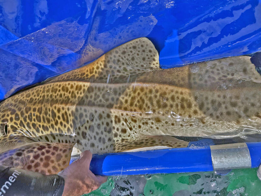 2f75c6ba-4d90-477f-a553-a9d2b92617cc