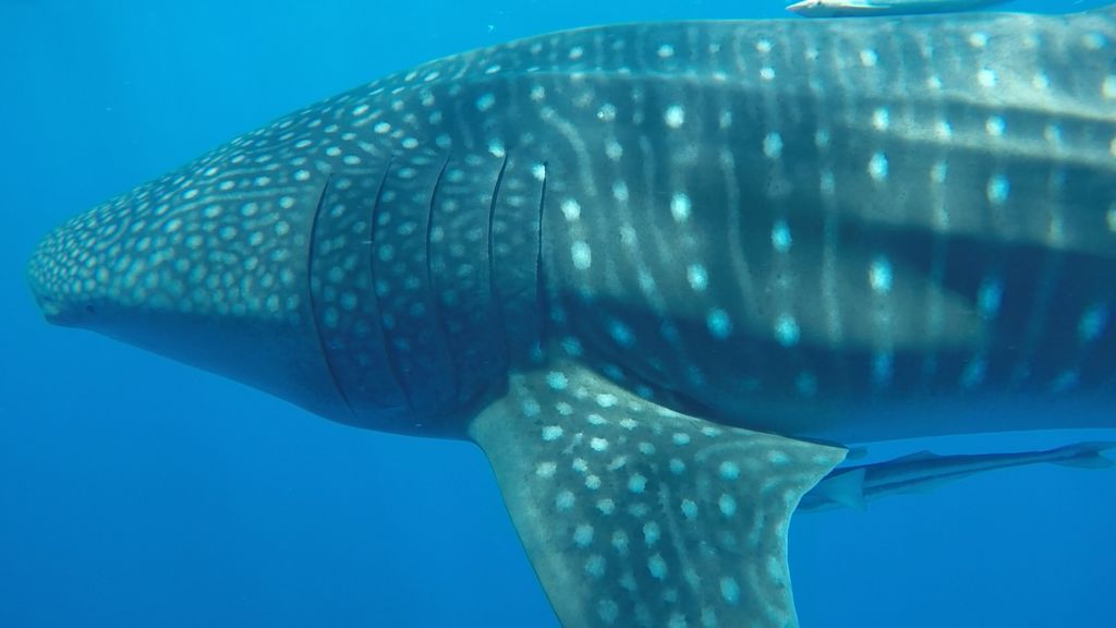 45dcd91b-af4d-4aac-884a-cf0884b83fca