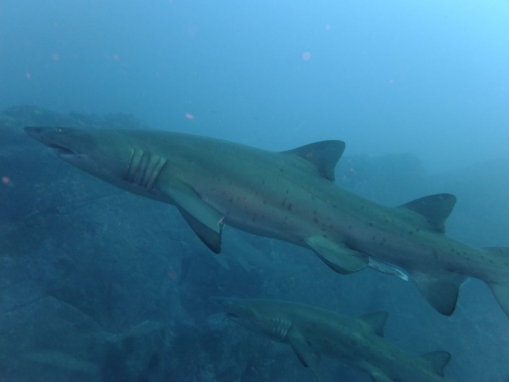 4be2a3f1-83fa-484a-8851-5a7b4d537363