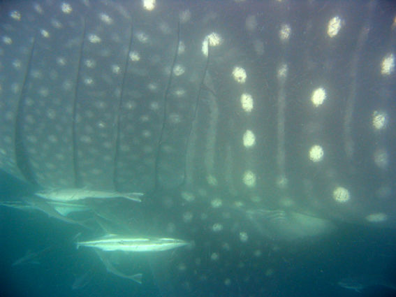 2f1472f5-b994-4fda-a097-4277eab7e675