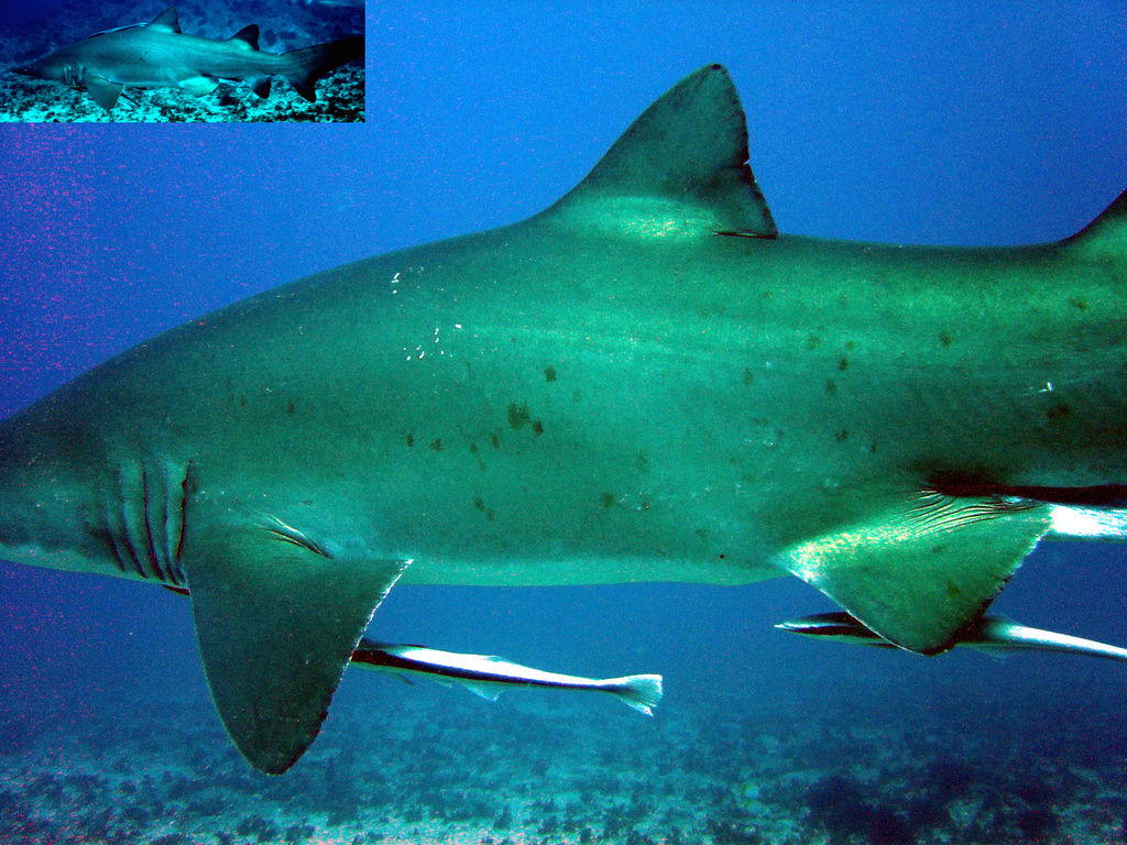 0585f36b-fe39-4dd8-a40f-09cac592010c