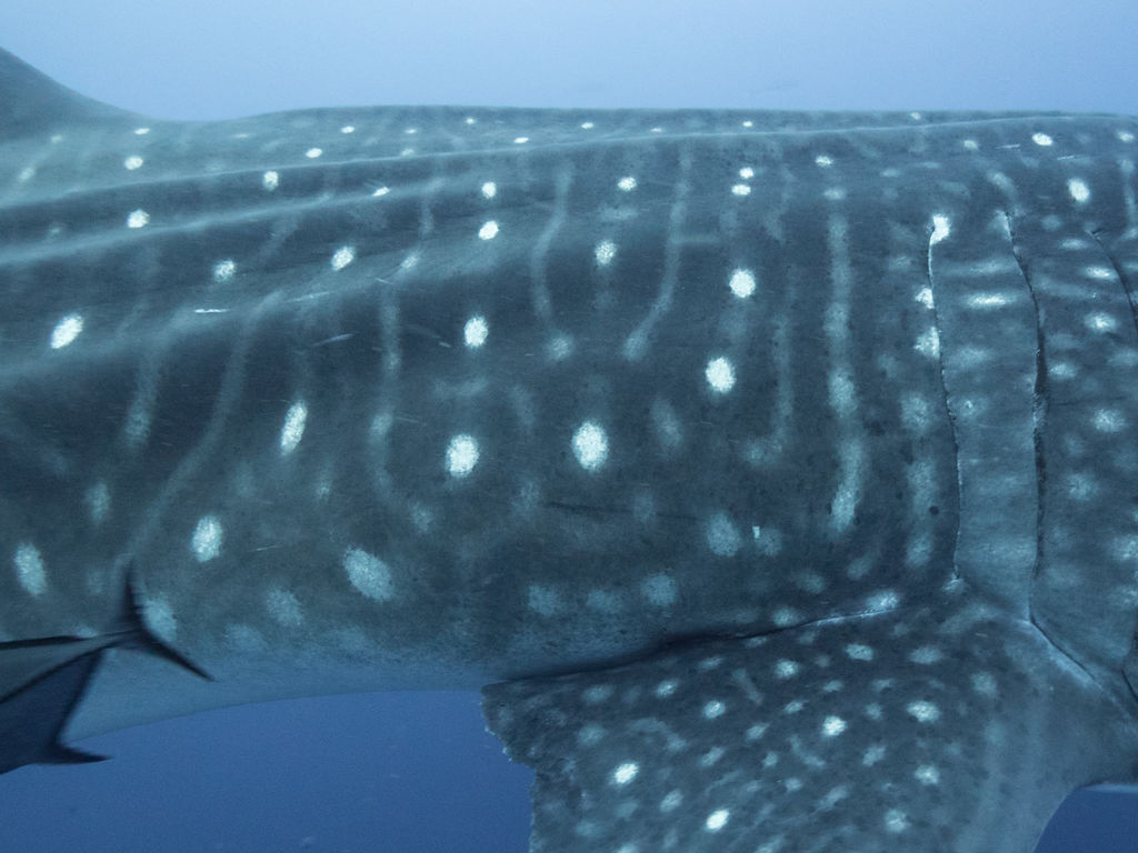 038f096e-941a-46b3-9671-8e965bb7301d