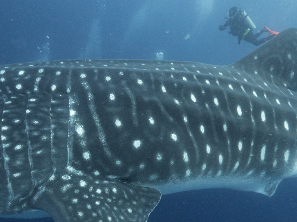 038f096e-941a-46b3-9671-8e965bb7301d