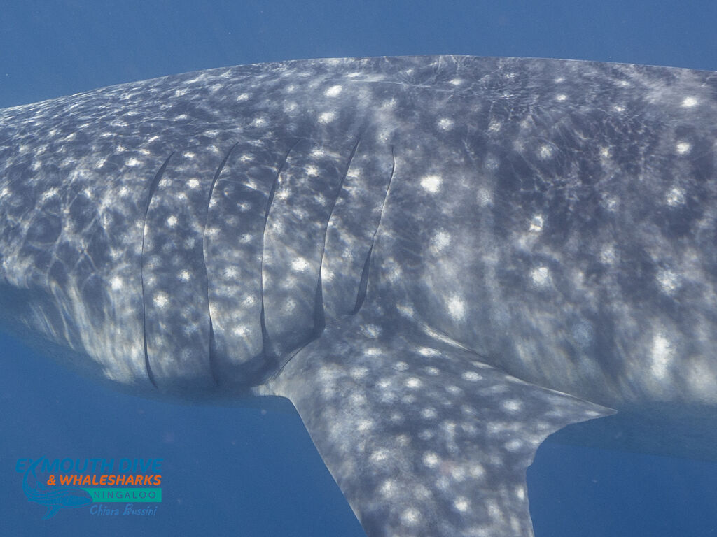 02cc0ff2-b46e-4bd4-a88b-f9077b43061f