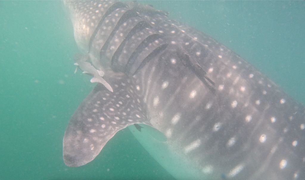 62d9731b-a51c-46e7-9030-acb54d671c96