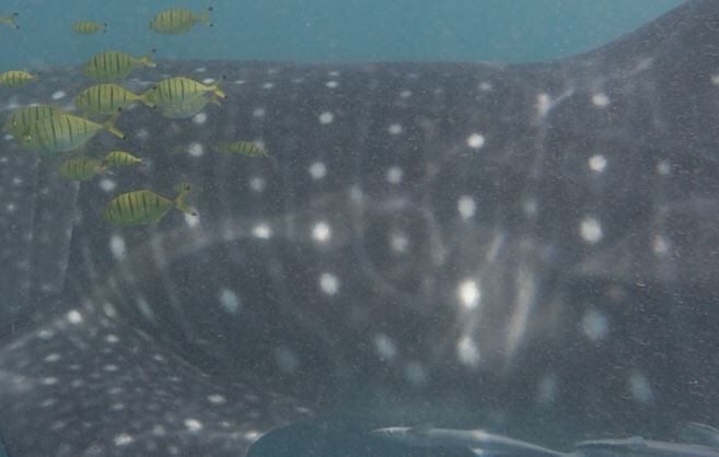 7e1ddaea-1343-4036-893b-27160e1099cf