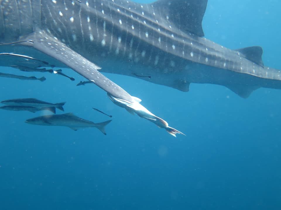 de297159-f24d-4e14-b945-783f731a19c7