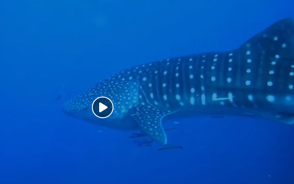 de297159-f24d-4e14-b945-783f731a19c7