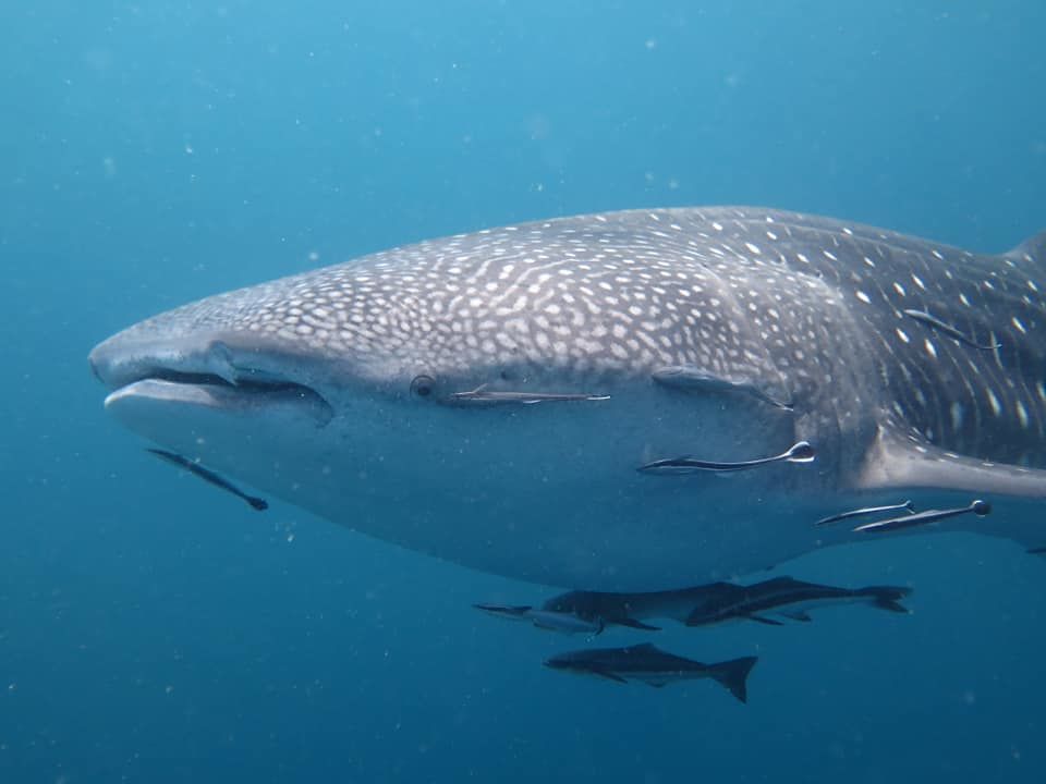 de297159-f24d-4e14-b945-783f731a19c7